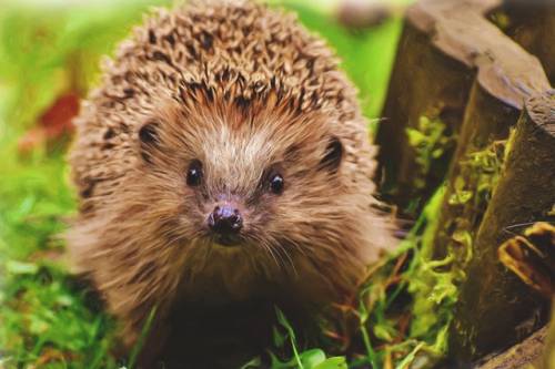 Een close-up-foto van een egel