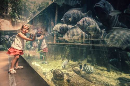 Een kind in de dierentuin leunt met beide handen tegen een aquarium aan