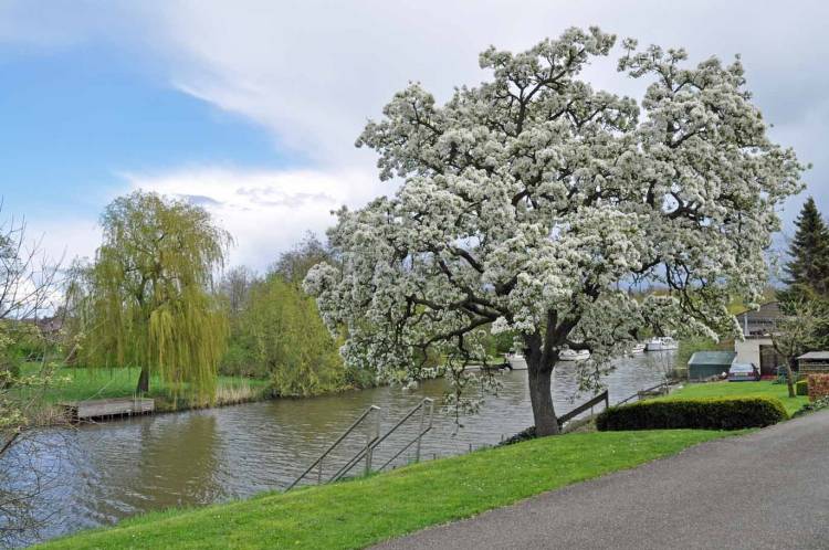 Een boom met bloesem staat bij een klein riviertje